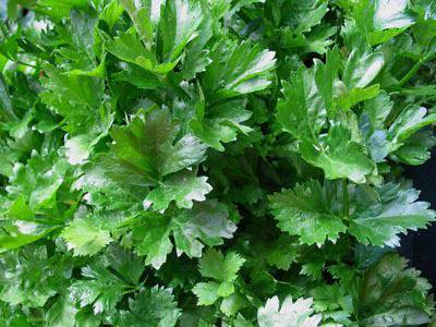 По-здрави с гъби, целина, риба, домати, авокадо, фъстъчено масло