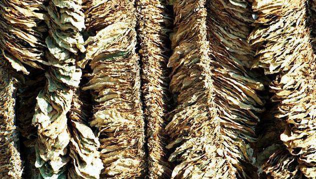 Тютюнопроизводители излизат на протест