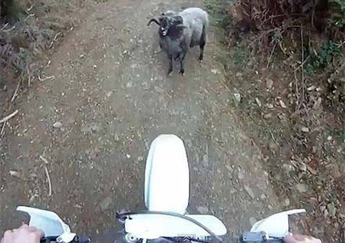 Вижте битката: Рокер срещу овен (ВИДЕО)