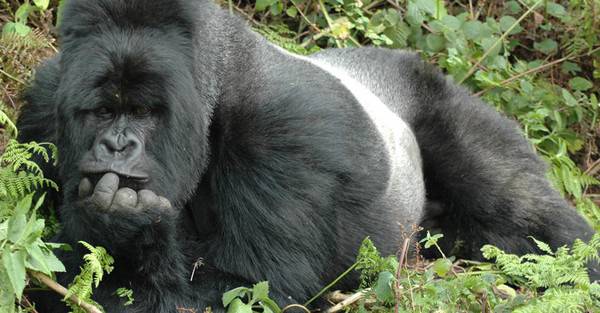 Национален парк Бвинди – Bwindi Impenetrable National Park