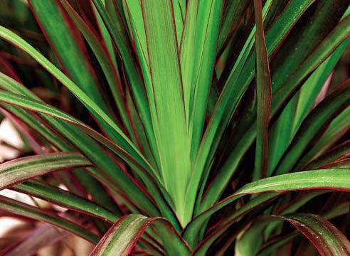 Защо пожълтяват листата на драцената