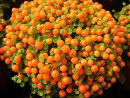 Нетера коралов мъх