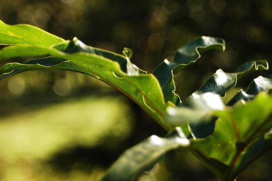 Тиреоидит на Хашимото – същност и лечение (1 част)