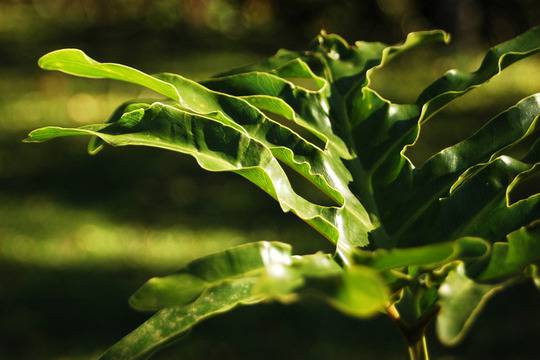 Тиреоидит на Хашимото – същност и лечение (2 част)