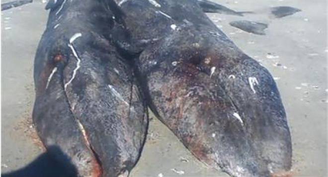 Рибари откриха китчета сиамски близнаци