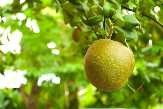 Помело – впечатляващият, полезен плод