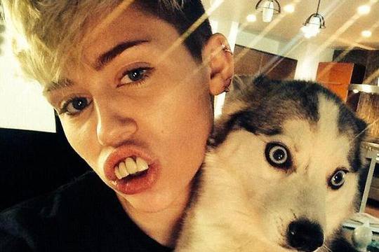 Майли Сайръс шокира кучето си с изкуствено чене