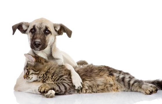 Кучетата и котките всъщност са роднини | Teenproblem.net