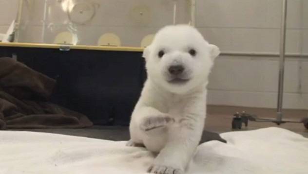 Очарователно бяло мече прави първите си стъпки видяна 1711 коментари 3