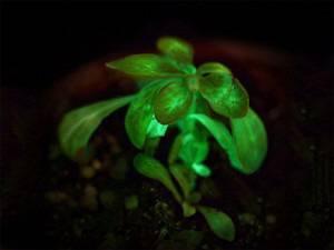 Биоинженери създадоха първото светещо растение