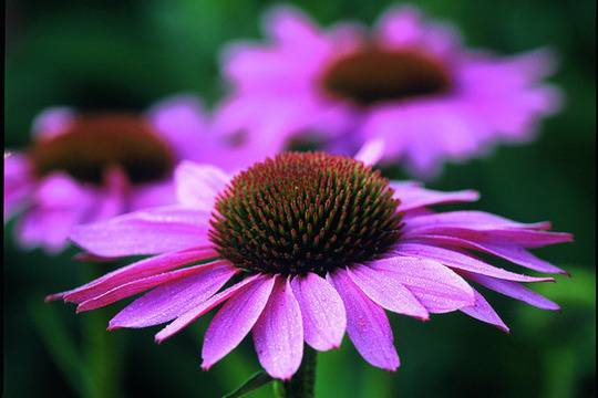 Пурпурната билка с целебни свойства – ехинацея