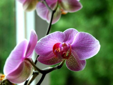 Тайните за красота на Клеопатра