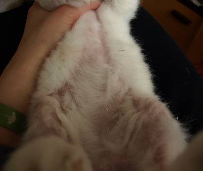 Краста при декоративния заек