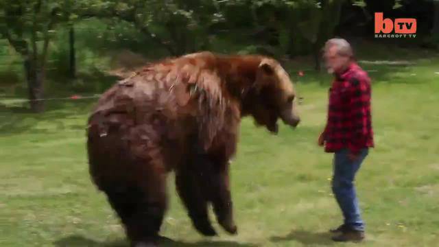 Голямо приятелство между Мечка Гризли и Човек