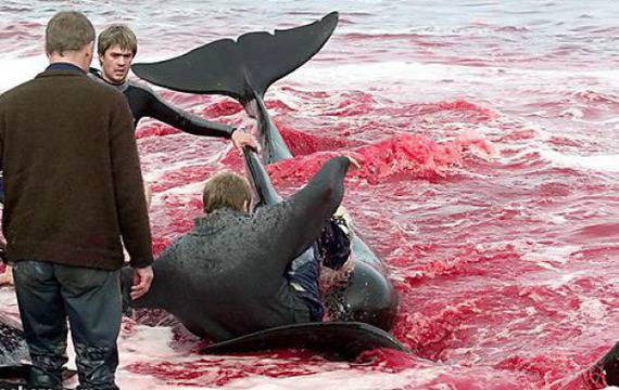 Младежи зверски убиват делфини заради кървави ритуали