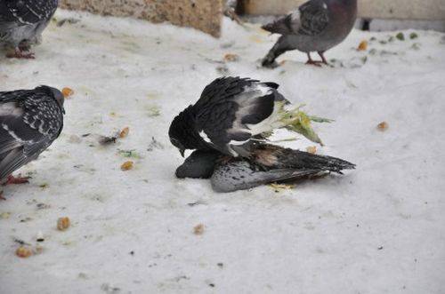 Вледенени гълъби падат от покривите, котки и кучета ги разкъсват