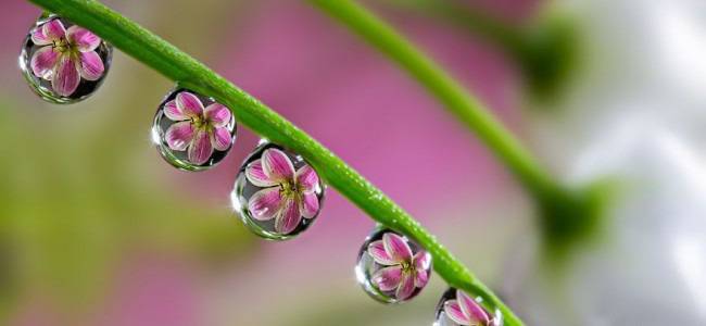 Изумителни макроснимки на капки вода от Miki Asai (галерия)