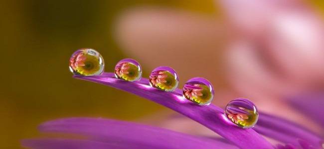 Изумителни макроснимки на капки вода от Miki Asai (галерия)