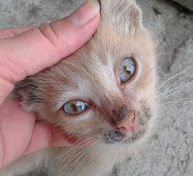 Сълзене на очите при котки