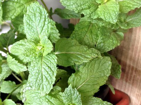 Природни методи на лечение на различни заболявания