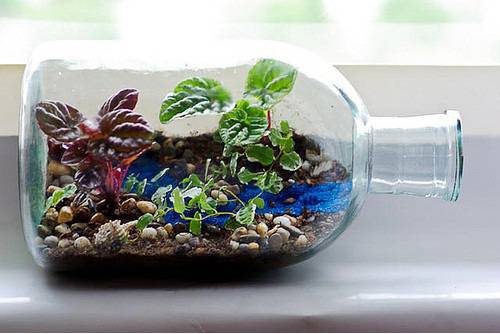 Направи си сам флорариум