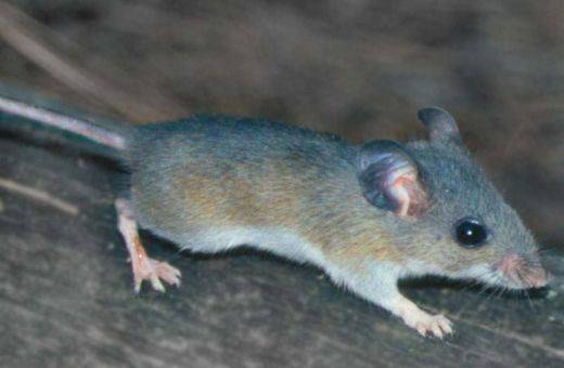 Мишка препуска във влак, жени пищят в истерия