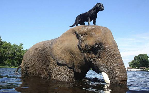 10 необичайни животински приятелства