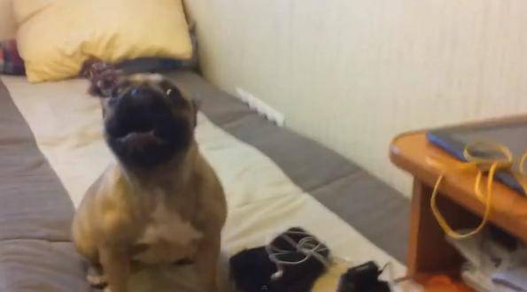 ВИДЕО: Реакцията на това куче ще ви накара да се смеете като луди