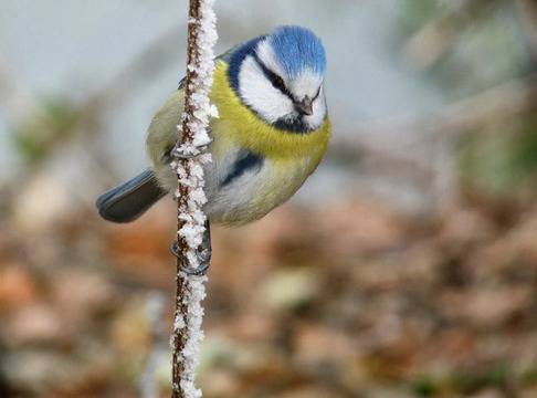 Работилница Хранилка за птици