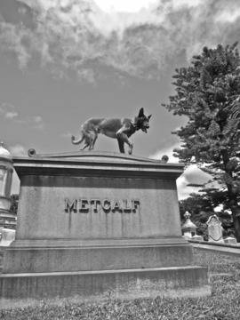 Белгийска овчарка Малиноа Избрана