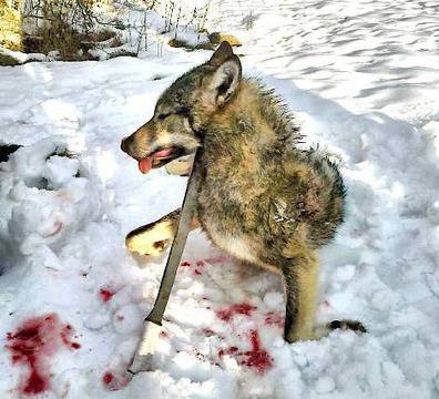 Способи за убиване на улични кучета (снимки)