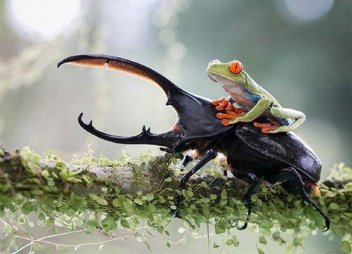 Победителите от световния конкурс по фотография на Sony