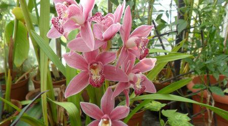 Обича ме, не ме обича…