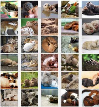 Животни, които се използват взаимно за възглавница видяна 2058 коментари 1