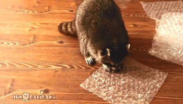 Разберете кое е новото хоби на една миеща мечка видяна 681 коментари 0