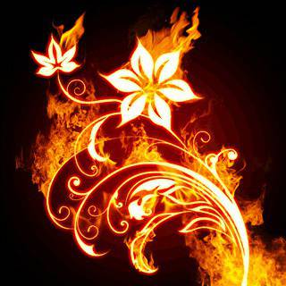 Music: Огнено цвете за възпламеняващата Шакира