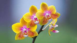 Изложба на орхидеи се открива в Ботаническата градина на БАН