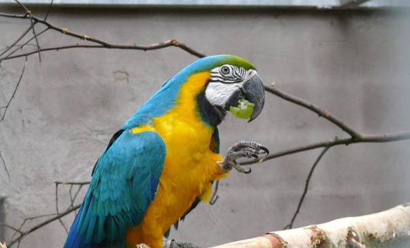 Папагал разкри убийство