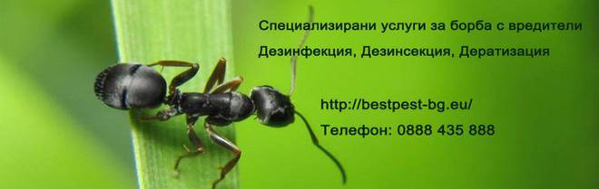 Дезинфекция, дезинсекция и дератизация