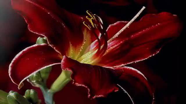 Честит 8 март