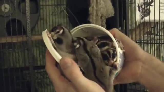 Колко захарни катерици се събират в една кутия?