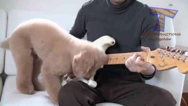 Как котки и кучета наистина обичат музиката - Компилация