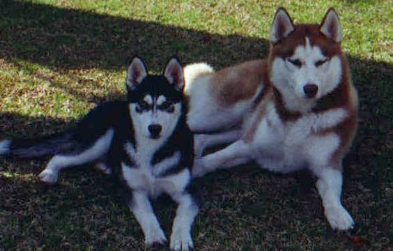 Хъскита се самоизядоха в апартамент-развъдник! Властите нехаят по въпроса!