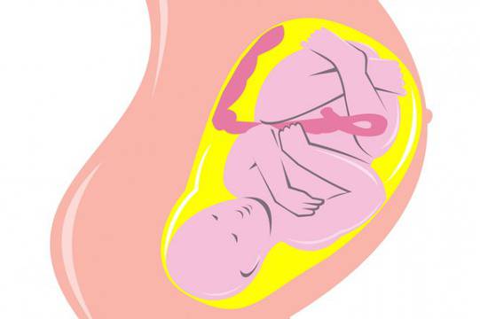 Защо е важна плацентата?