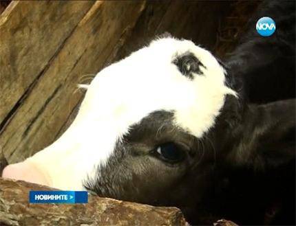 Теле с три очи се роди в монтанско село