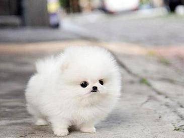 Най-пухкавите бебета животни в света (СНИМКИ)