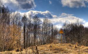 Какво кара листата в Чернобил да се запазват дълго след като са умрели?