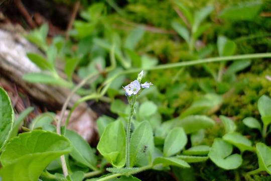 Ценната билка Великденче здравословно