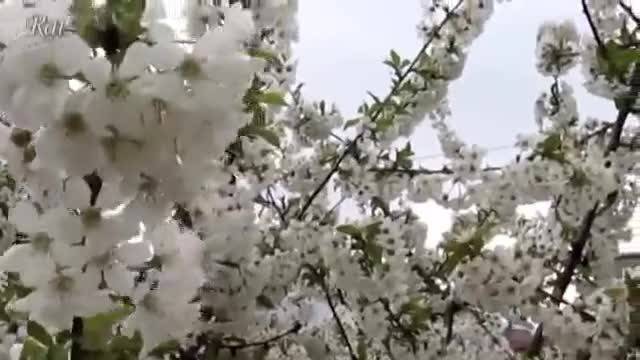 Пролет е! – Мими Иванова