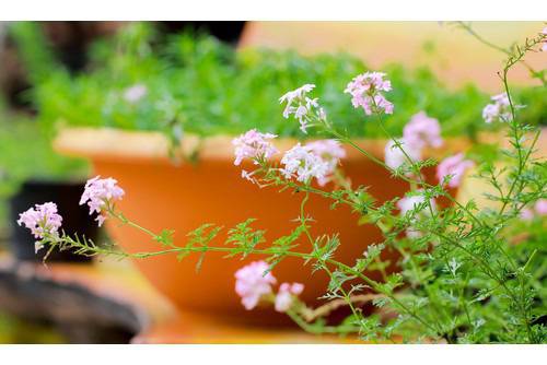 Върбинка (Verbena)